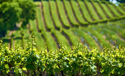 Tour Cantine Franciacorta con NCC Clusone
